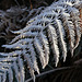 Silver bracken