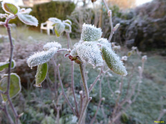 le jardin le 29 décembre