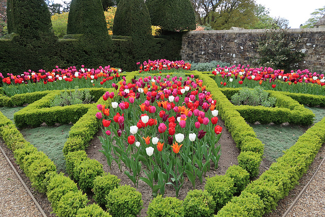 Knot Garden with Tulips