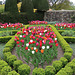 Knot Garden with Tulips