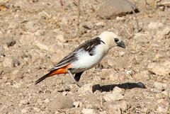 White-headed buffalo weaver