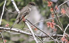 Eastern Phoebe
