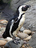 African Penguin