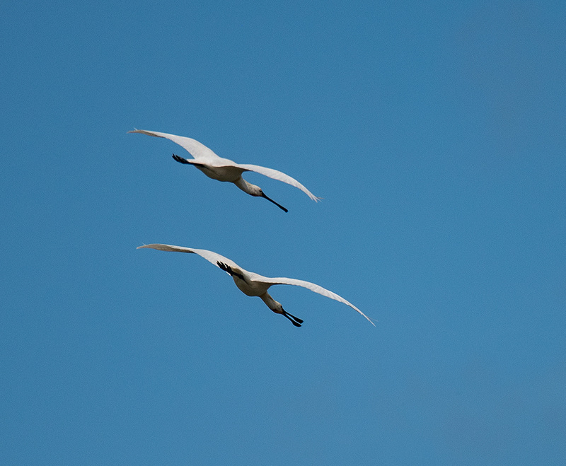 Practicing flight shots: Spoonbills