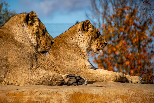 Lioness pair