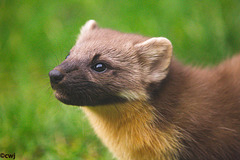 Pine Marten at close range.