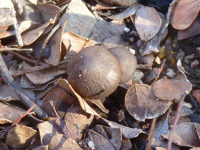 5mm fungi Adelaide SA