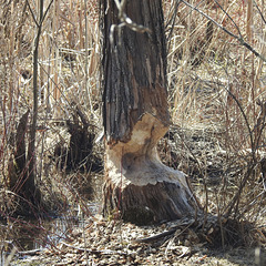 beaver damage