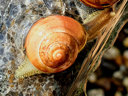 Schnecke