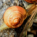 Schnecke