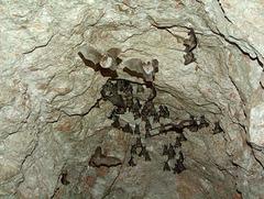 Last bats at the end of the mine