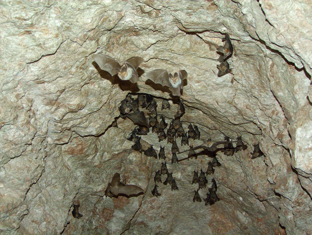 Last bats at the end of the mine