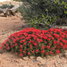 Desert Indian Paintbrush