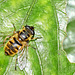 Myathropa florea - Female