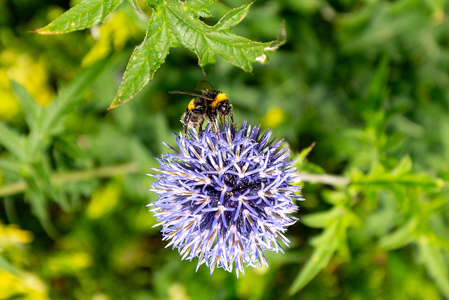 Hummel auf Kugeldistel