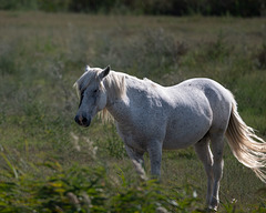 cheval Camargais cheval Camargais