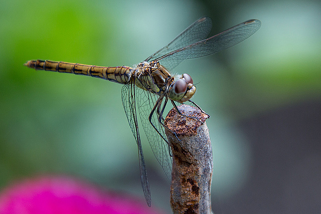 20140801 4508VRAw [D~E] Libelle, Gruga-Park, Essen