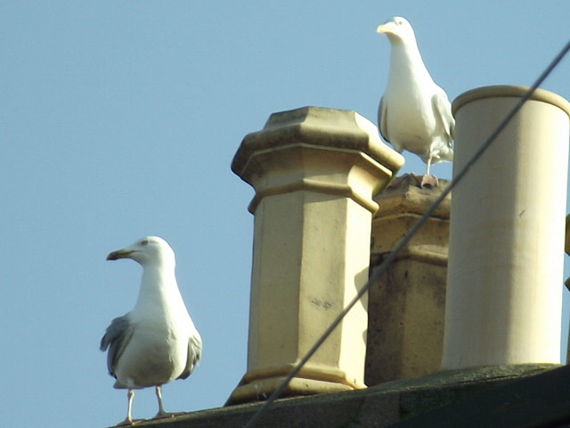 They've cleared away the old nest