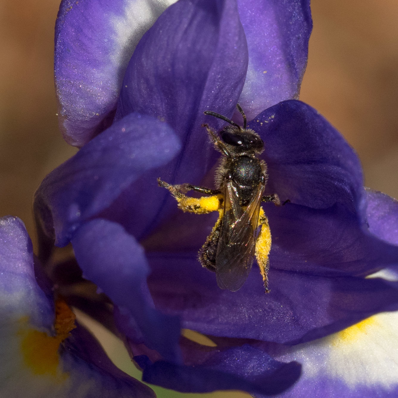 This Pollen is All Mine