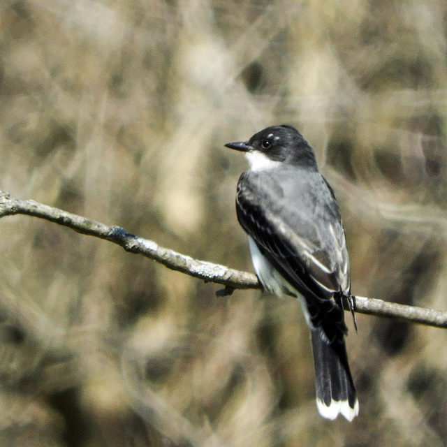 Eastern Kingbird, Pt Pelee