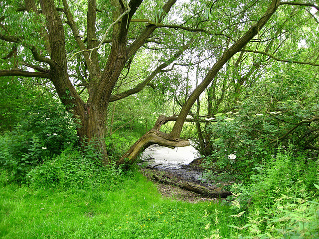 Smestow Valley Nature Reserve