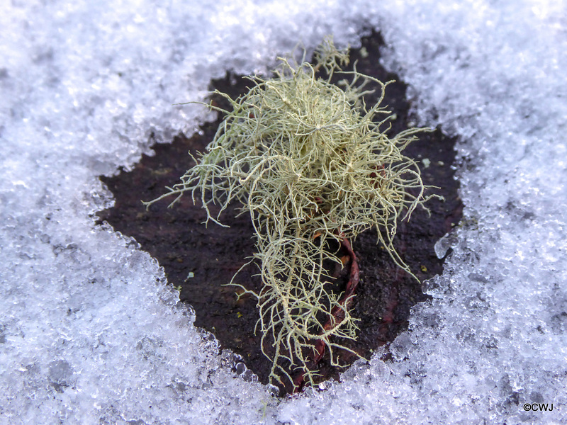 Usnea Lichen