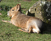 Patagonian Mara