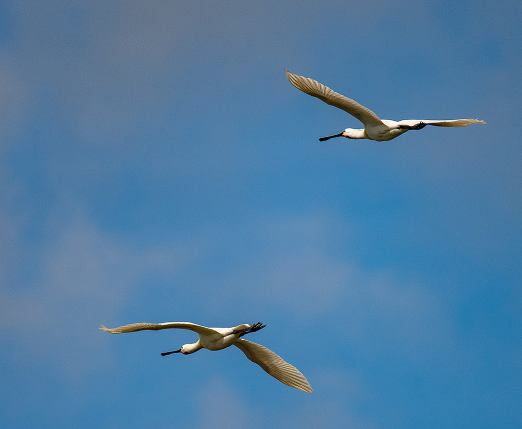 Practicing flight shots: Spoonbills