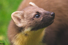 Pine Marten at close range.