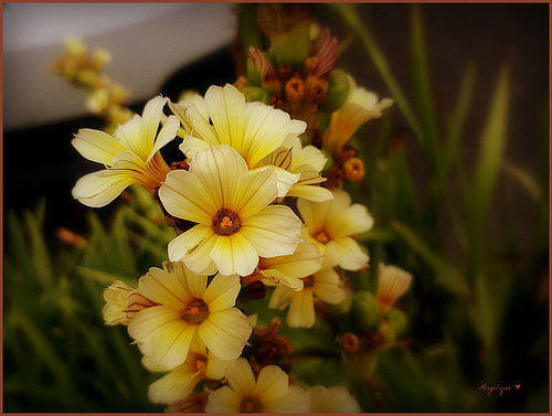 Sisyrinchium striatum...........