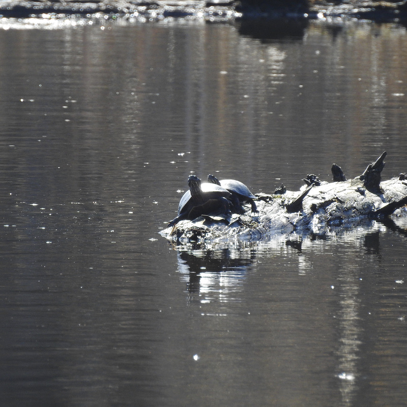 Painted turtles