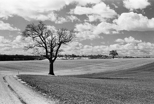 Heron's Farm in infrared