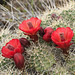 Claret Cup Cactus