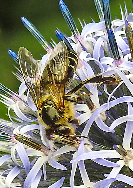 20230723 2973CPw [D~LIP] Kugeldistel, Honigbiene, Bad Salzuflen