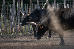 taureau de Camargue taureau de Camargue