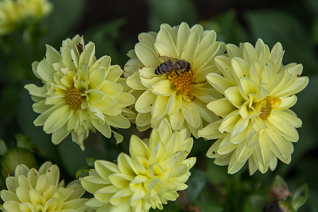 20140801 4509VRAw [D~E] Dahlie, Honigbiene, Gruga-Park, Essen