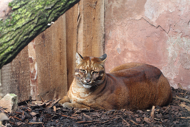 Asiatische Goldkatze (Zoo Heidelberg)