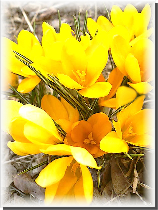 Crocus sur ma terrasse fin septembre 2015