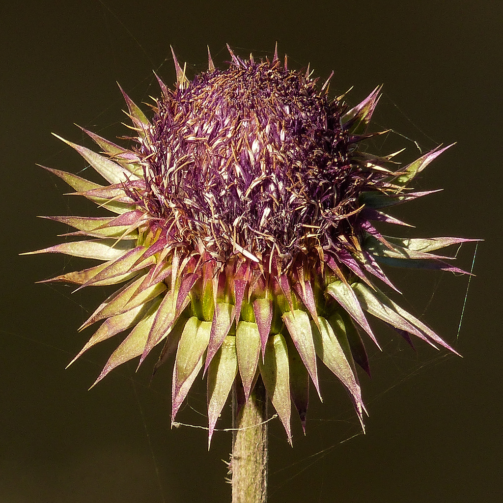 Nodding (Musk) Thistle / Carduus nutans