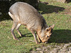 Patagonian Mara