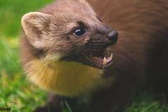 Pine Marten at close range.