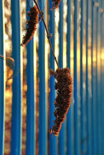 Buddleia 5