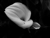 Zantadeschia