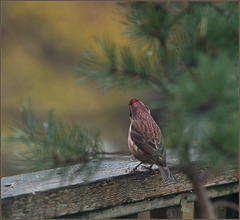 Purple finch by the pet pine