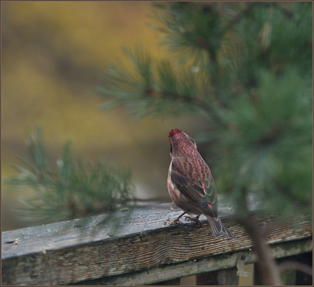 Purple finch by the pet pine