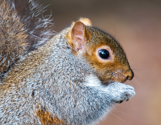 Squirrel