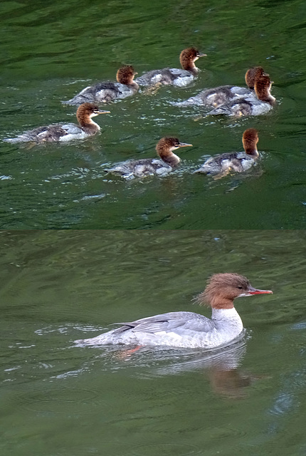 Merganser Family on the River Severn in Shrewsbury.