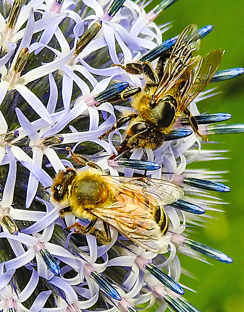 20230723 2975CPw [D~LIP] Kugeldistel, Honigbiene, Bad Salzuflen