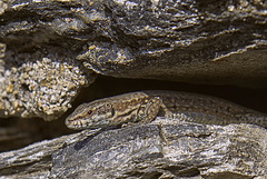 Lézard des murailles.