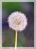 Dandelion Seed Head
